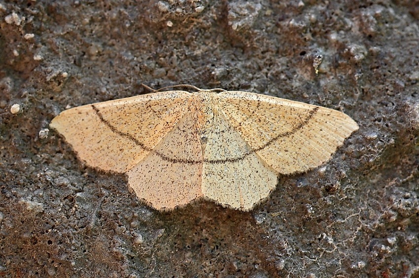 Cyclophora suppunctaria ?
